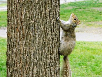 Close-up of squirrel on tree trunk