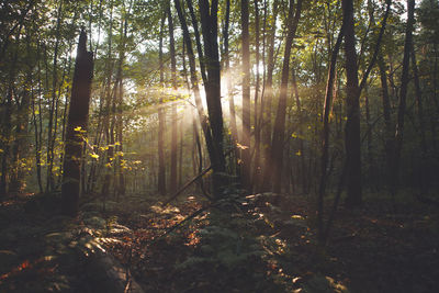 Sunlight streaming through trees in forest