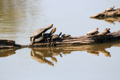 Tortoises on a log in water, mkuze game reserve south africa 