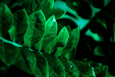 High angle view of plants