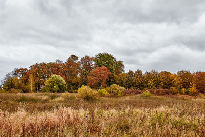 Trees on field against sky