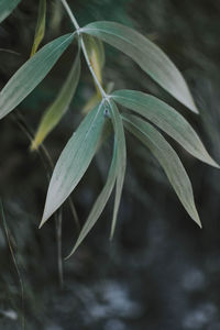 Close-up of leaves