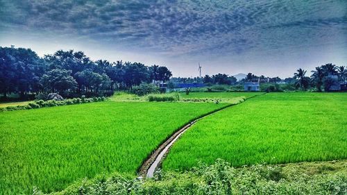 Scenic view of grassy field against sky