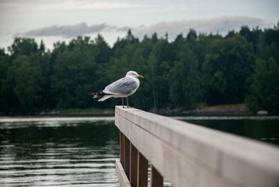 Seagull perching on jetty