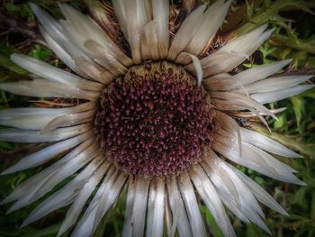 Close-up of purple coneflower blooming outdoors