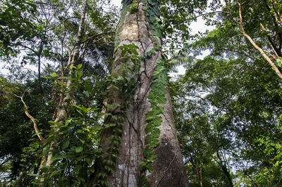 Low angle view of trees in forest against sky