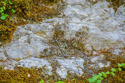 Close-up of lichen on rock