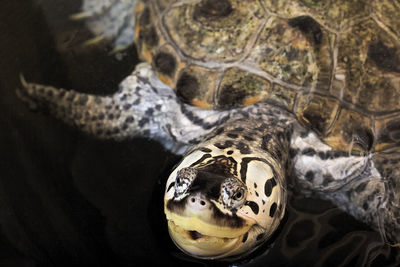 Close-up of turtle in pond