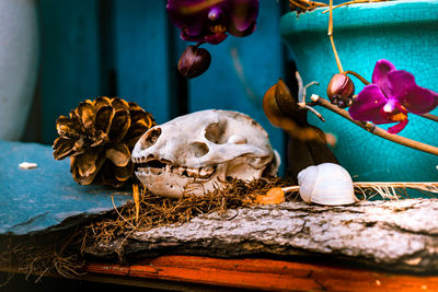 Close-up of an animal skull on wooden table