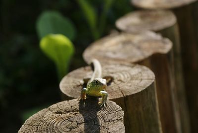 Close-up of lizard on wooden fence