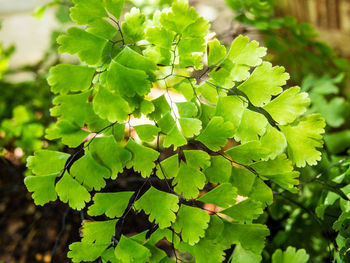 Close-up of green leaves on plant