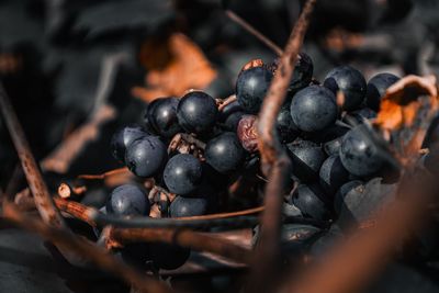 Macrograpes