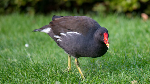 Close-up of black bird perching on grassy field