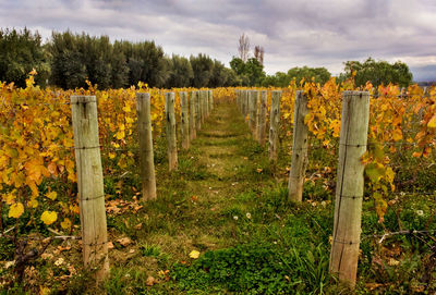 Wooden fence on field by trees against sky