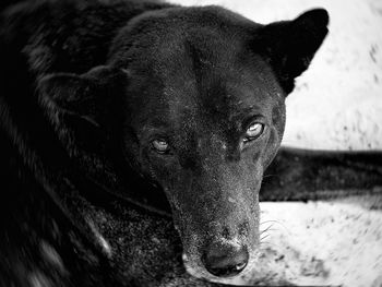 Close-up portrait of dog at home