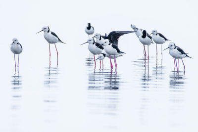 Seagulls on a lake