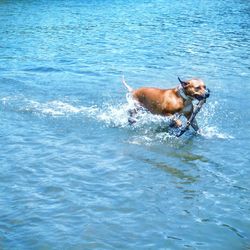 Dog playing in water