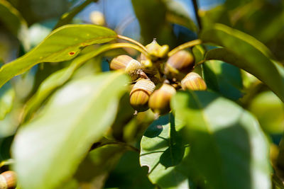 Close-up of a green plant