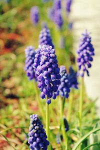 Close-up of purple flowering plants on field