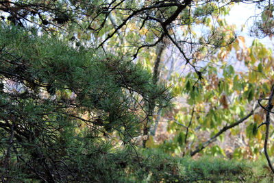 Low angle view of trees against sky