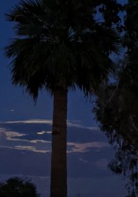 Low angle view of palm trees against sky