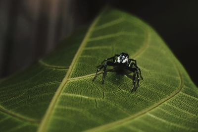 Close-up of spider on leaf