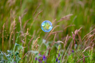 Bubble blowing above plants on field