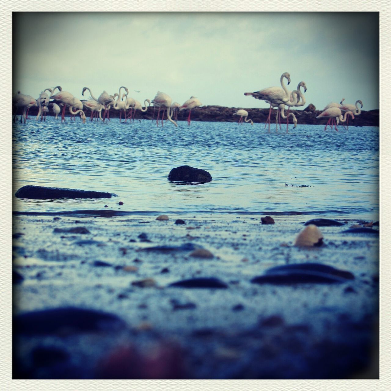 transfer print, auto post production filter, water, sea, sky, beach, bird, shore, nature, sand, tranquility, day, wood - material, outdoors, tranquil scene, seagull, blue, no people, surface level, selective focus