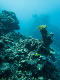 View of coral swimming underwater