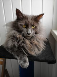 Portrait of cat relaxing on chair at home