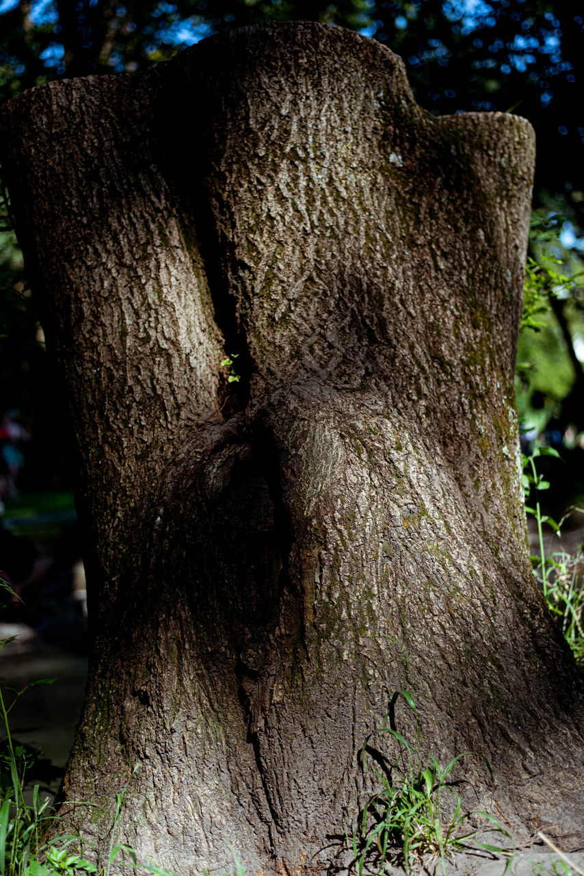 CLOSE-UP OF TREE BARK