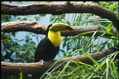 Close-up of bird perching on branch