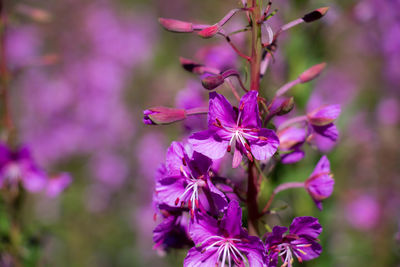 Close-up of pink flowering plant