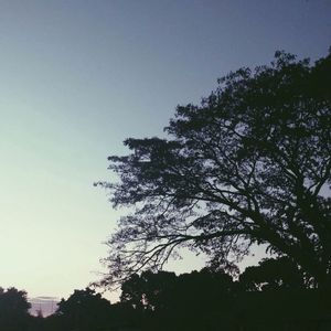 Low angle view of trees