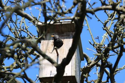 Low angle view of bird perching on tree against sky