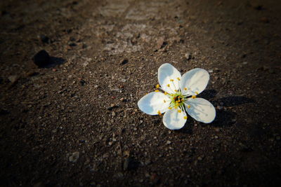 High angle view of white cherry blossom