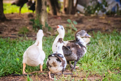 Ducks on a field