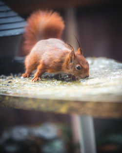 Close-up of squirrel