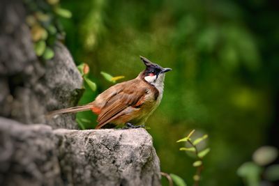 Close-up of bird perching on rock