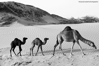 Camels walking on desert