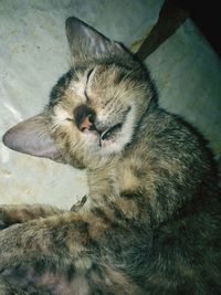 High angle view of cat sleeping
