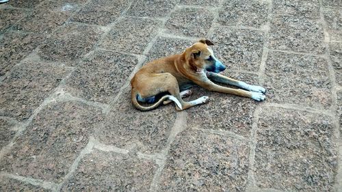 High angle view of a dog resting on footpath