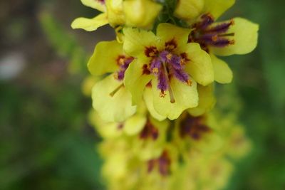 Close-up of yellow flower blooming outdoors