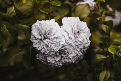 Close-up of white flowering plant