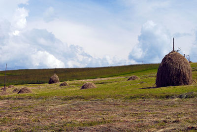 Horses in a field