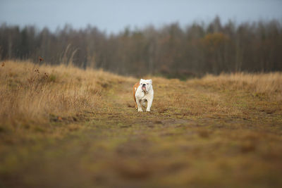 Dog standing on field