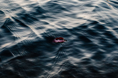 High angle view of red floating on water