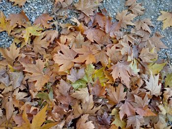 Full frame shot of leaves