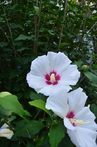 Close-up of pink flower
