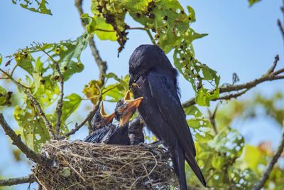 Low angle view of bird perching on branch